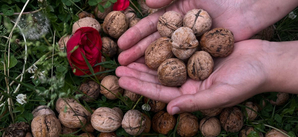 Premium Kashmiri Walnuts - thekasheer